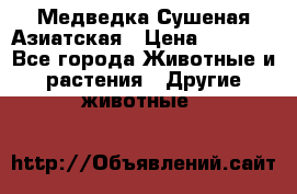 Медведка Сушеная Азиатская › Цена ­ 1 400 - Все города Животные и растения » Другие животные   